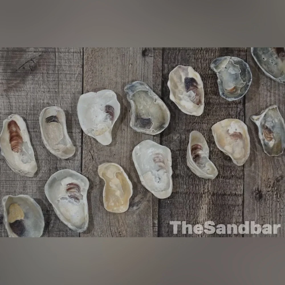 Florida Oyster Shells Smooth Edge Oyster FL Beach Shells Vase Filler TheSandbar